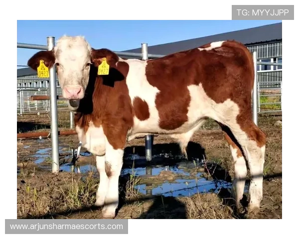 玩转尊龙凯时娱乐：让你的游戏体验更加愉快